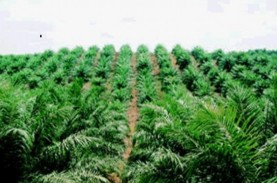 Peremajaan Kebun Sawit di Kalbar Capai 2.500 Hektare